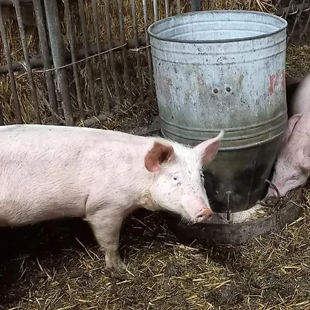 Oergenbauer Saalfelden