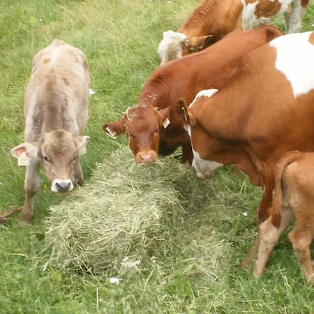 Oergenbauer Appartamento