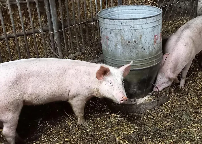 Orgenbauer Saalfelden