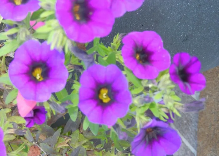 Oergenbauer Apartman