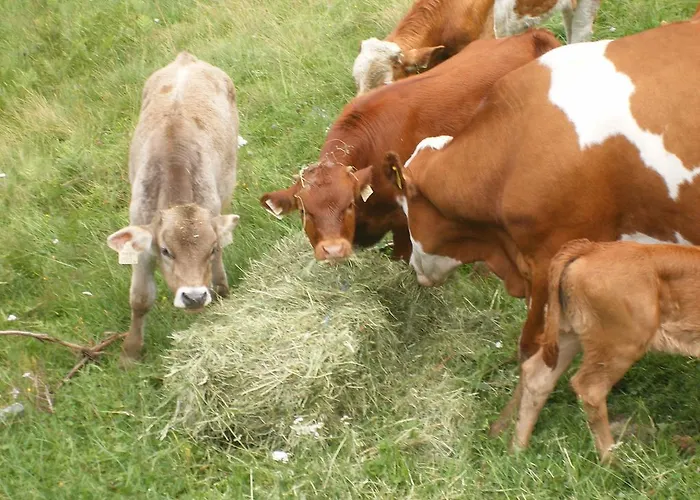 Oergenbauer Apartman