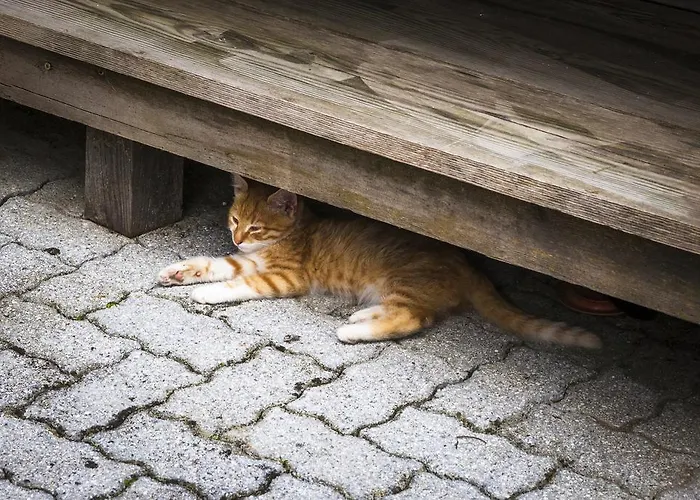 Lejlighed Orgenbauer Saalfelden